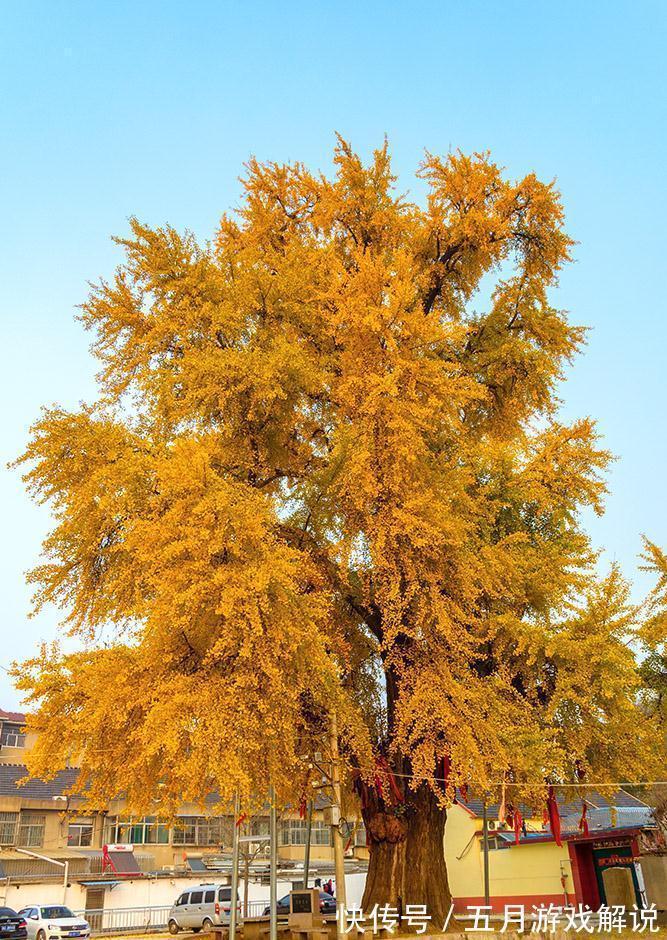 罗汉松|7种树“进宅”,旺财镇宅,延绵百年,家里有地方,一定养一棵