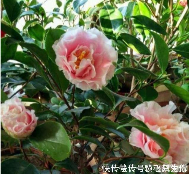 赛牡丹|3种花花朵硕大、花期长，比牡丹还美，比吊兰好养，你养了吗