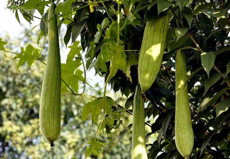 丝瓜汁|这种瓜一身是宝 刮皮煮水泡澡可去痱子