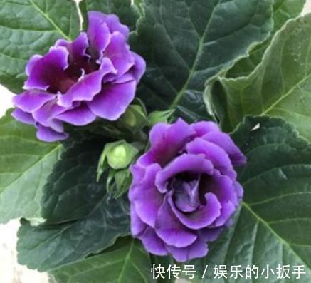 盘点3种漂亮的耐阴花，采光不好也照样花开满枝，专为北阳台而生