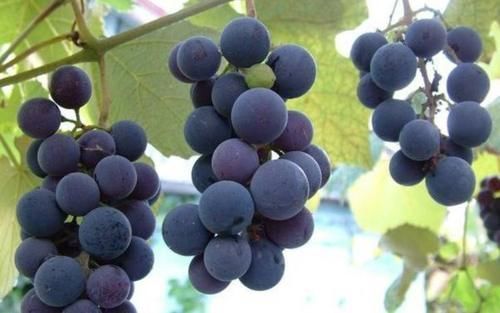 肠道|人到中年想长寿,推荐吃以下食物,润滑肠道,刺激排便,有利减肥