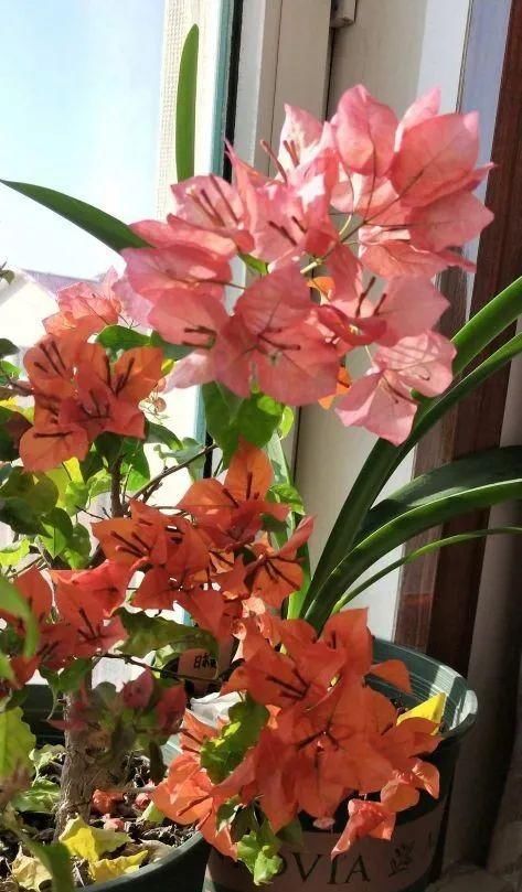 养三角梅，掌握养护四部曲，开花成球，持续爆盆！