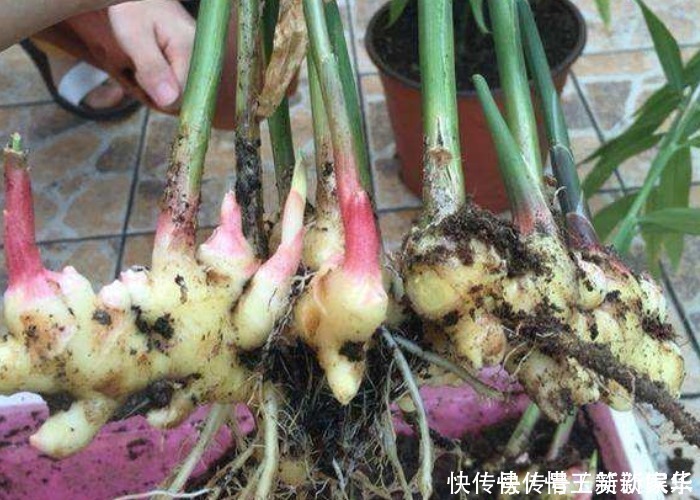 家中的油桶别扔了,里面丢一块姜,浇点水给点肥,一年收获一大盆