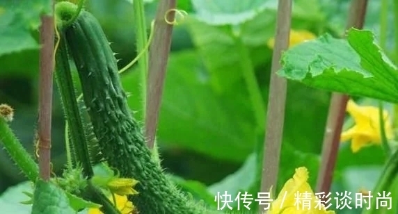 西红柿|黄瓜虽好但不能乱吃,吃黄瓜注意2大“禁忌”,吃错就是害自己!