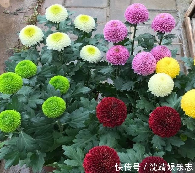 丹麦|喜欢菊花,不如养盆菊中珍品“冰盘托桂”,满地黄花,端庄秀丽