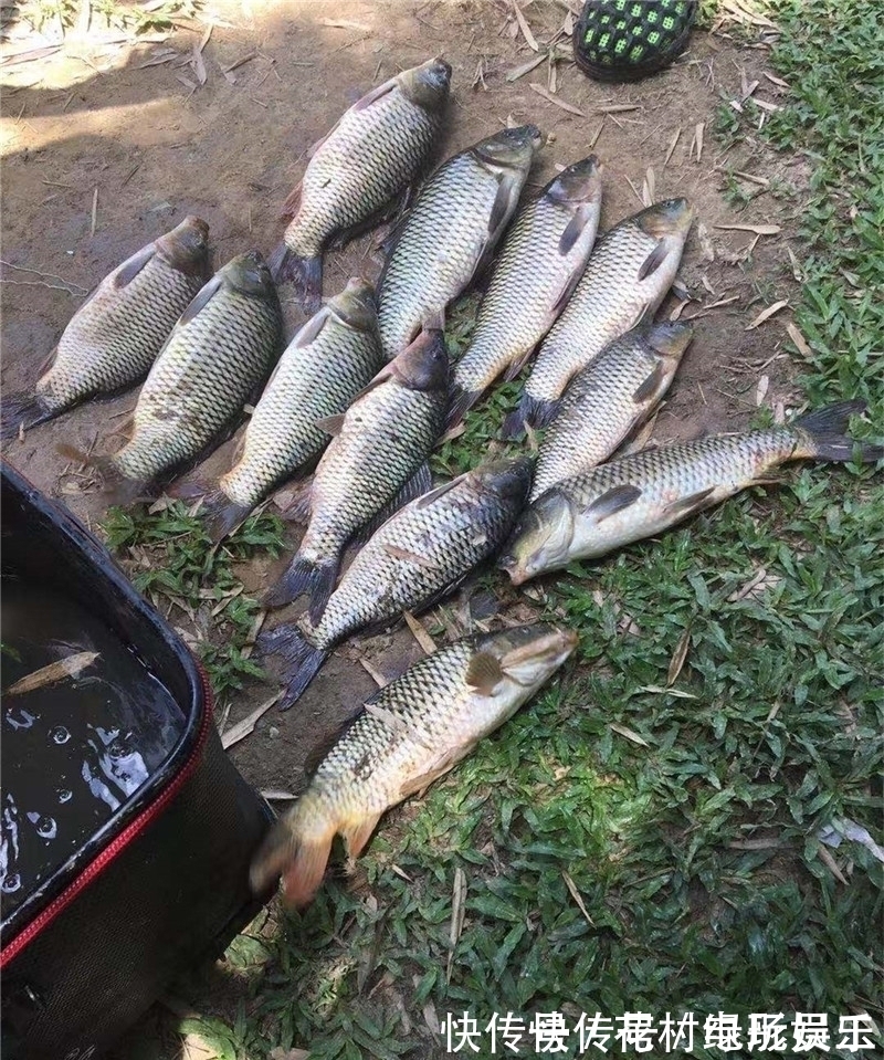 蓑笠哥|降温后钓鲤鱼的思路,逐渐开始活跃,不好吃但手感好