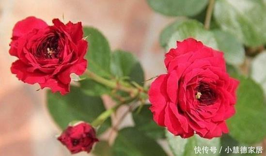 居家养花,就选“精品月季”红色达芬奇,花色艳丽,唯美浪漫