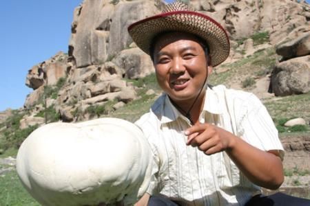 地方|见过这种野生“大白馒头”吗吃起来如豆腐,老了如同“烟雾弹”