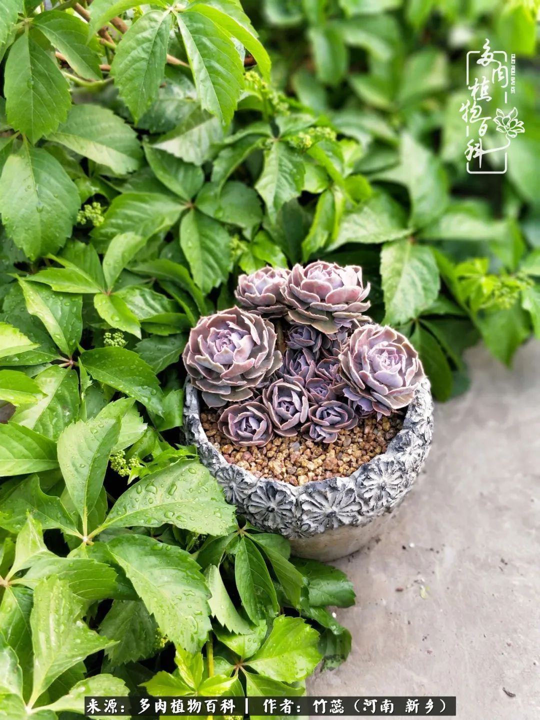 养多肉三周年有感养这么多多肉到底有啥用!