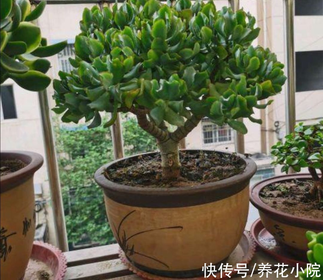 玉树养成老桩，5个关键养护缺一不可，难怪长得太慢