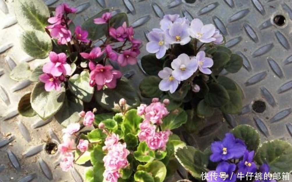 花蕾|堪称“花界劳模”的它们,不怕累,四季花开不歇,好活颜值高