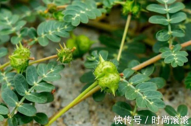 蒺藜|农村一种常见植物,拦路挡道惹人嫌,但价值珍贵