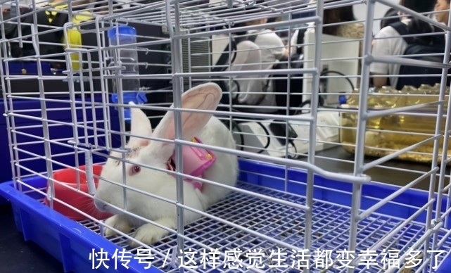 p“世界人工智能大会”看什么?