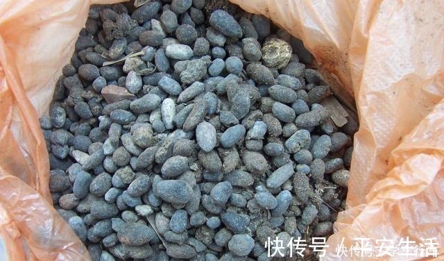 叶片|养君子兰,学会使用3种肥料,长得就像“大白菜”,天冷就开花!