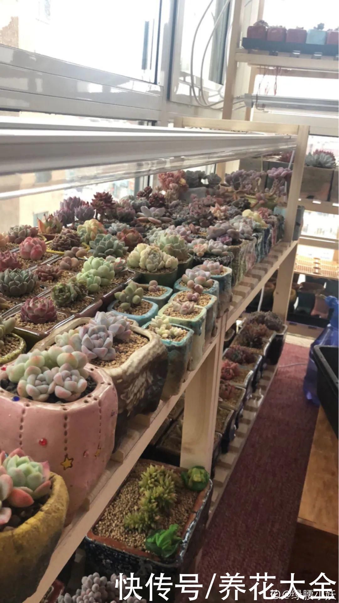 室内养多肉,也能养出水晶果冻色,任谁看到都说好