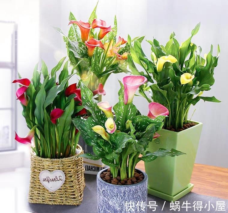 喜欢水的“7种花”，天天浇水也不怕，适合勤快的人