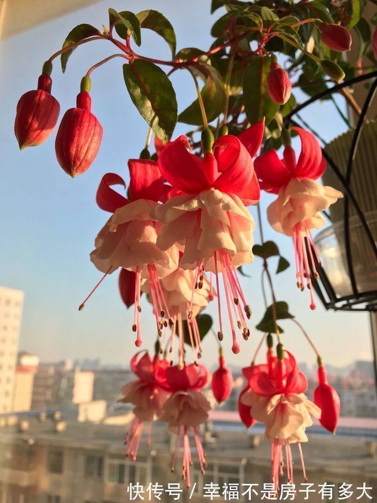 天竺葵|卧室就养几种花,改善睡眠质量,空气清新,好养又好看