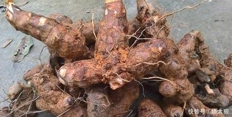 养生药材——茯苓