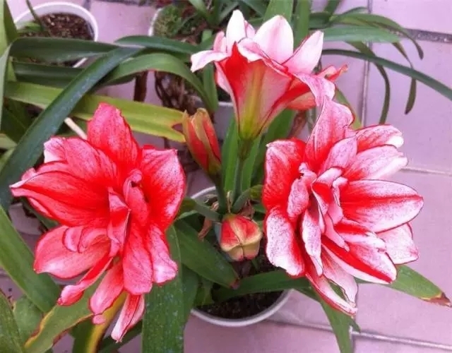 花卉|偷偷告诉你,高手养花必备“4个技巧”,养啥花都能“枝粗叶绿”