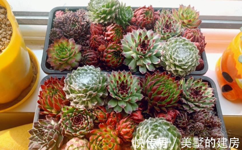 长生草|养长生草甭错过这4款,养好根,状态越来越好