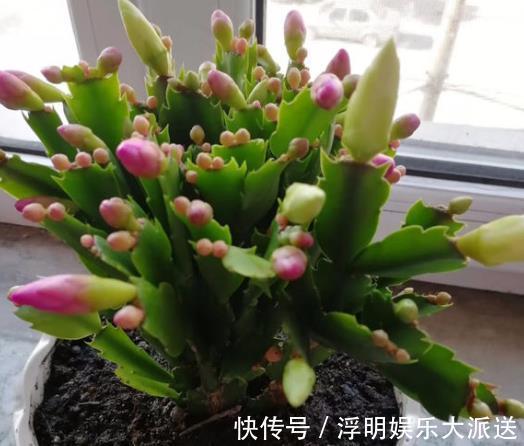 花卉|养蟹爪兰不开花往花盆里撒“2种废渣”，花芽长出来，开出花！