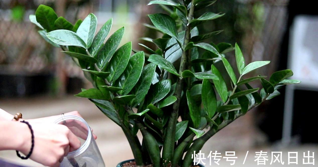 养花在乎寓意,在意颜值和打理难度,就盆栽这5种,全符合条件