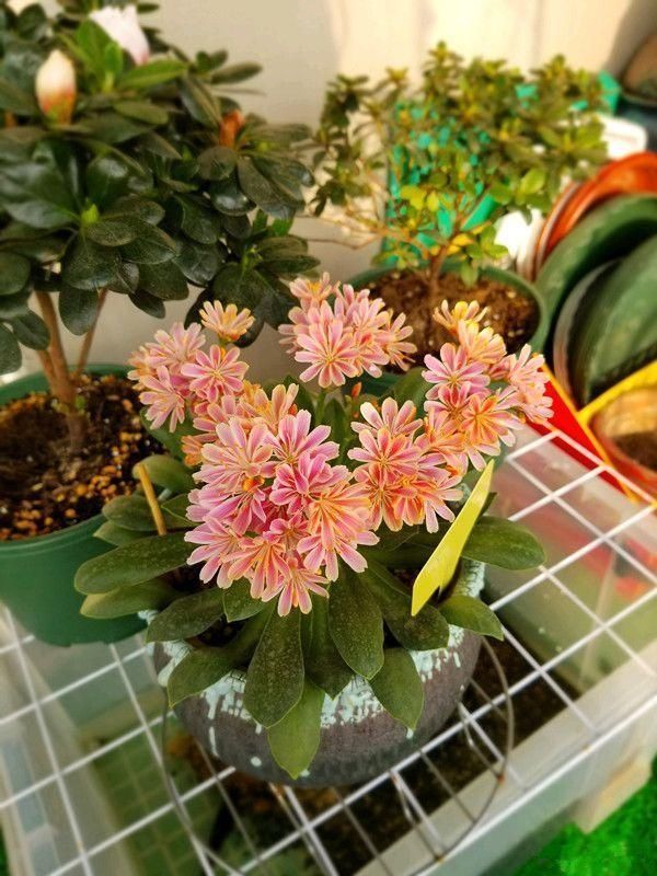 一种“特殊”多肉,皮实泼辣,天天开花,比长寿花还漂亮