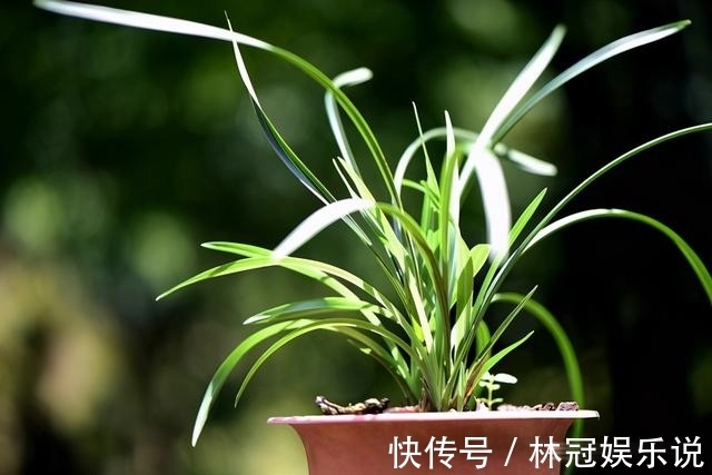 观赏价值|兰花怎么修剪整容三步骤三注意,兰友掌握就不难