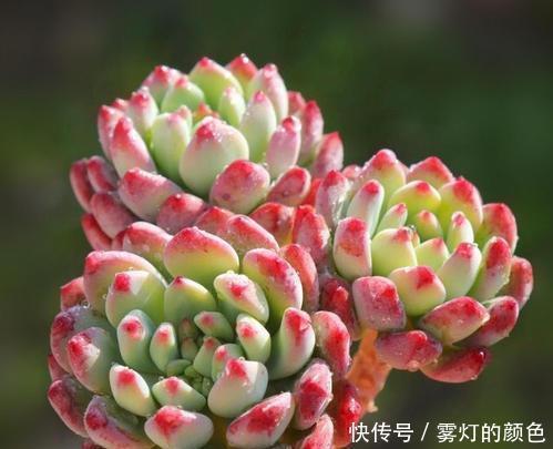 8款红色系多肉,阳台载几盆,家里红火又喜庆