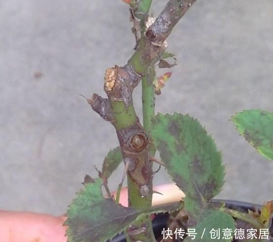 月季黑杆不用怕,教你一招救活!