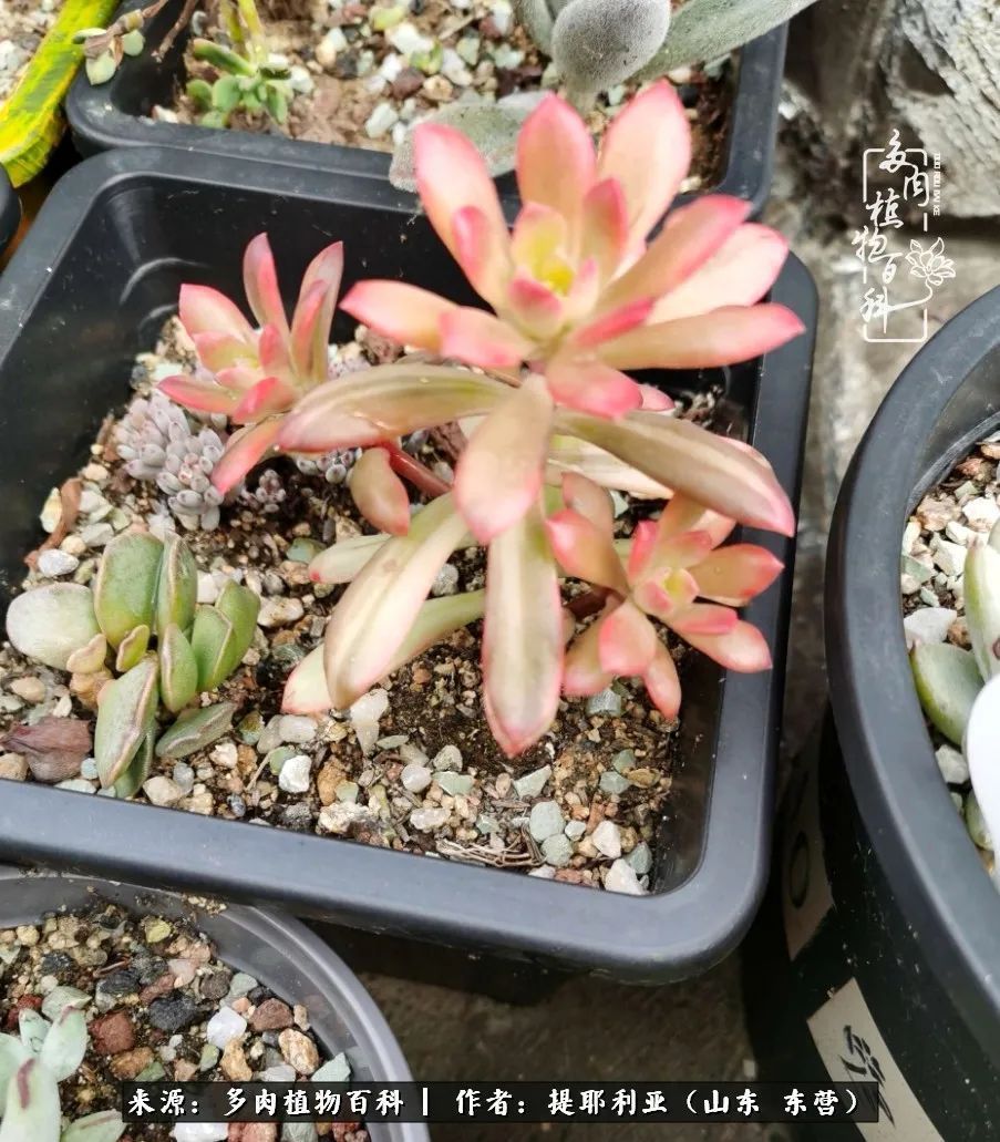 多肉植物|人如多肉，经阳光雨露历练后，亦会越挫越勇！
