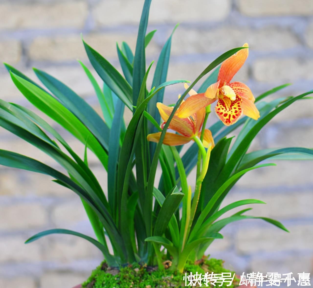 想让兰花早发芽,这“三位置”留点水,催出一圈苞,绽放层叠群兰