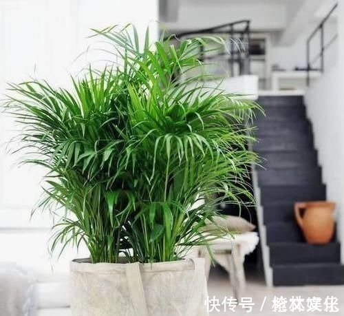 客厅再小，也要养盆它，寓意好还养眼，一盆能养许多年
