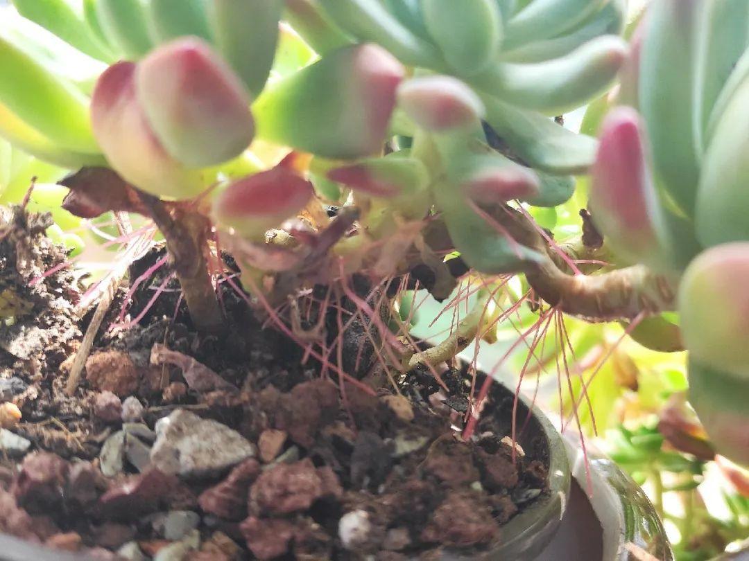 茉莉花扦插有机关，砍这一段枝条，插土里3天就活！