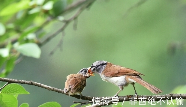 凡夫#知者不言,言者不知,那么在老子眼中什么样的人能称之为“知者”