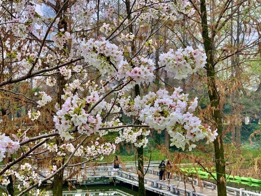 玄武湖|打卡：玄武湖樱花节