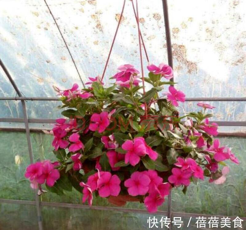 19种常见花“耐寒能力”一览表,天冷要不要“入室”,看看就知道