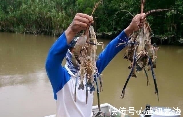 湄公河虾泛滥成灾,个头大的和小臂一样,游客随便钓都可以钓到