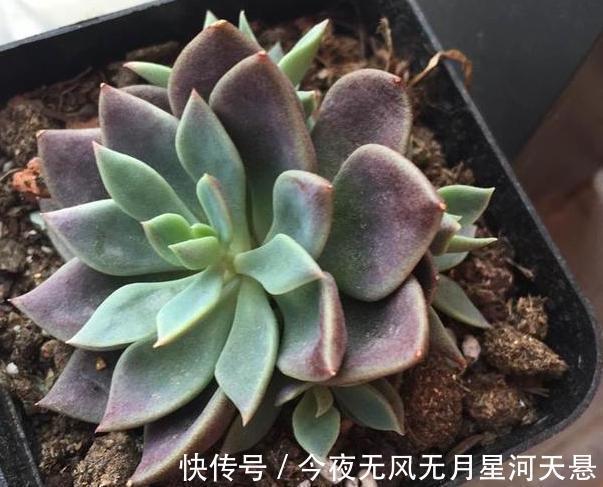 叶片|买回家的多肉盆栽''穿裙子''从3方面自查,学会一对一解决
