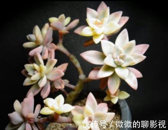 剪刀|多肉徒长了怎么撸叶子不留痕迹,又能变漂亮的老桩