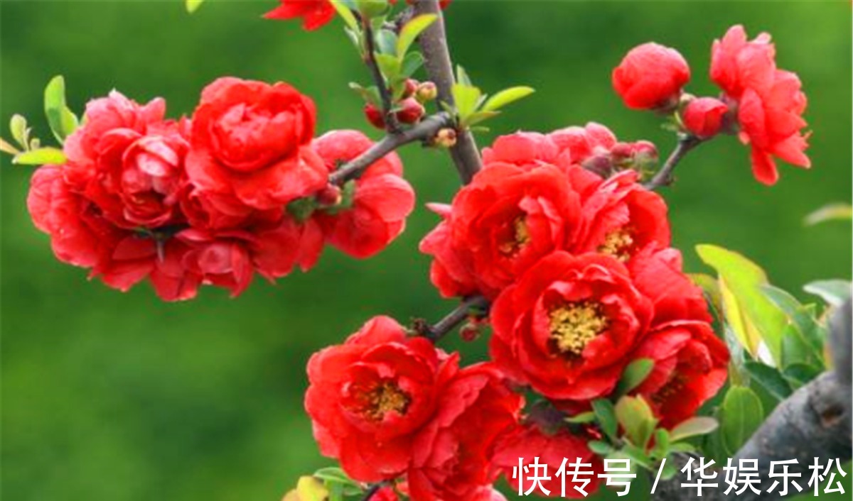 苏轼$杜甫一生写过很多花,却唯有一种未曾写过,被苏轼一首小诗点明