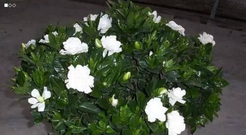 茉莉花|这种酸性水,半月给花喝一勺,之子、茉莉开不停,香味瓢满屋