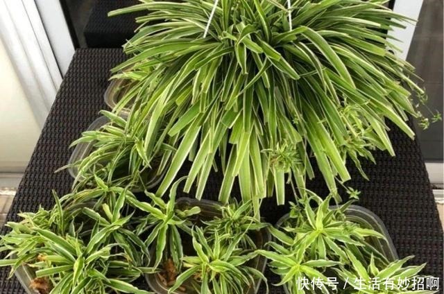 10种花,春天不能晒,躲屋里最安全!10种花,春天不能晒,躲屋里最安全!