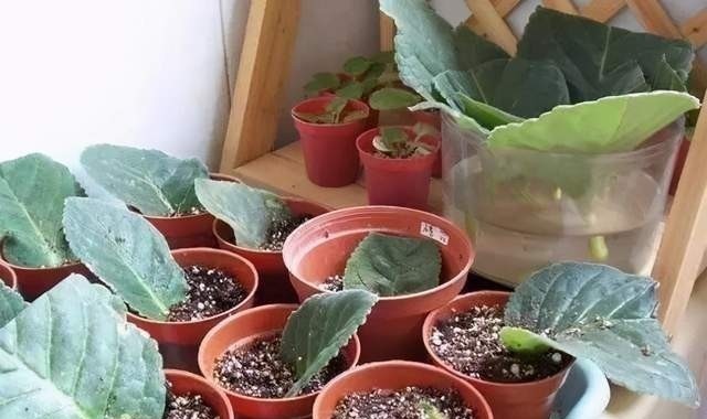 这6种花不用花钱买,随便切一刀撒到盆里,落地生根,变出很多盆