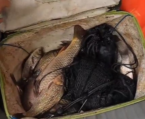 男子钓鱼后,将鱼转赠给一位环卫工人:钓鱼为“娱”不为鱼