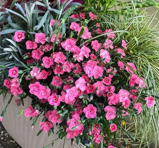 这花真好养,新手也能上手,家里养几盆,花繁色艳,漂亮极了