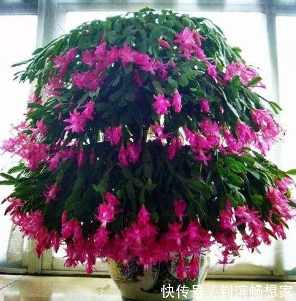 家里就养“4种花”,给点阳光就灿烂,人见人爱,养100盆也不多!