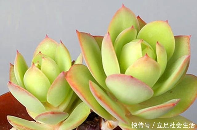 多肉碧桃养护不能按套路,注意这些才能养出果冻色,形状像鸡蛋!