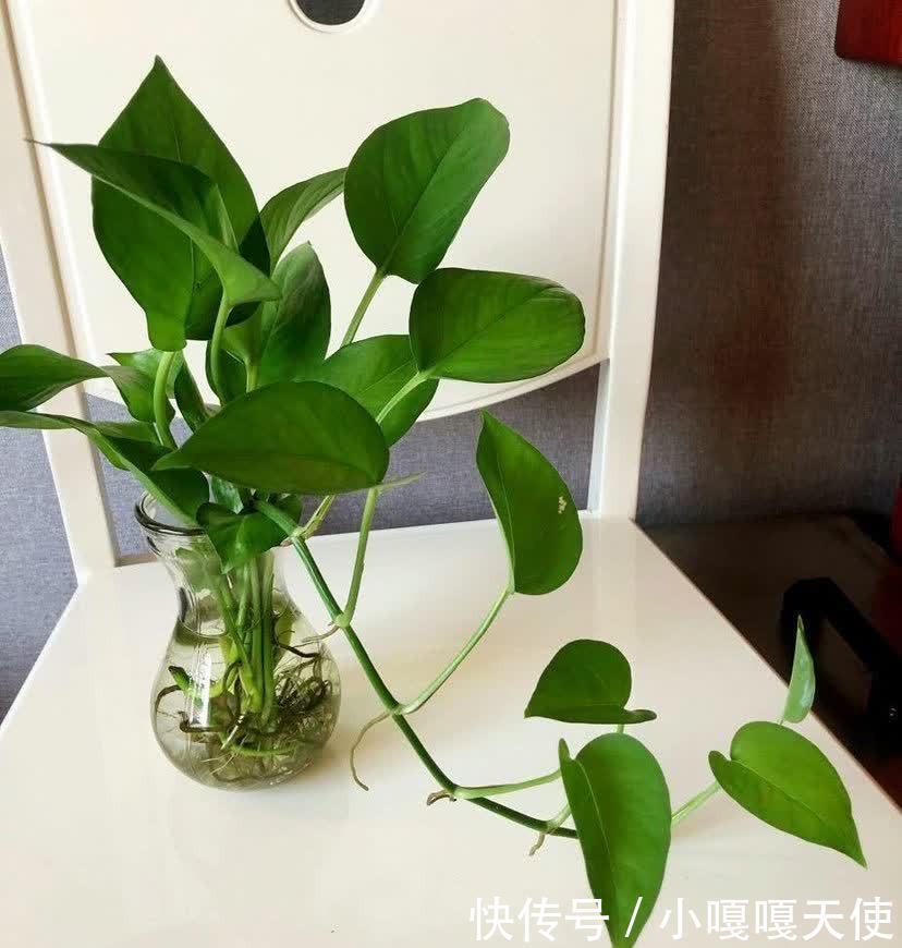 家里有不用的瓶子,拿来水培3种绿植,简单好养清新漂亮