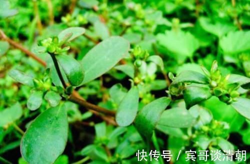 妇科疾病|把它放在白酒里泡一泡，乌发护发，白发变乌黑，学到就是赚到！